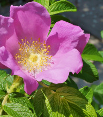 Ruža vráskavá - Rosa rugosa - semiačka - 10 ks