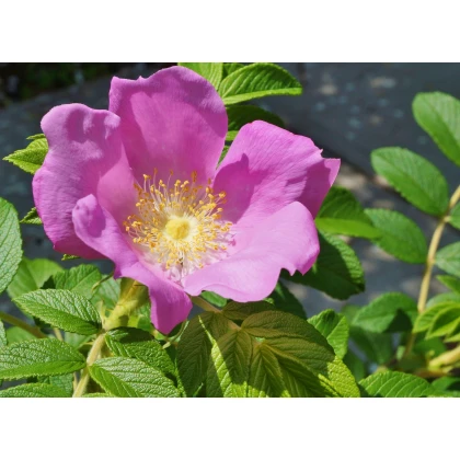 Ruža vráskavá - Rosa rugosa - semiačka - 5 ks