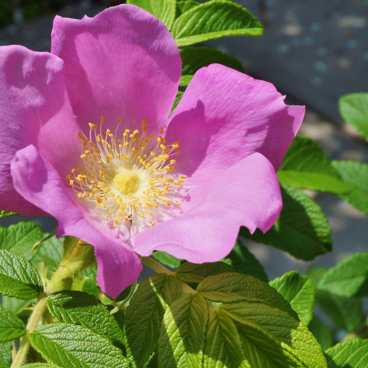 Ruža vráskavá - Rosa rugosa - semiačka - 10 ks