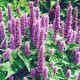 Agastache mexická Bavaria - Agastache mexicana - predaj semien - 30 ks
