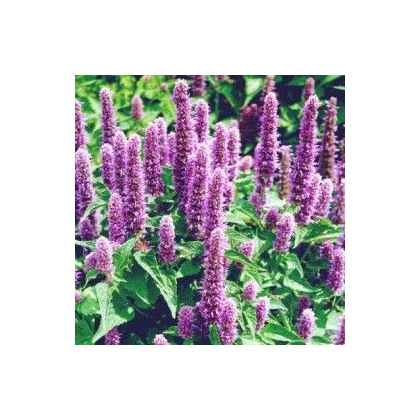 Agastache mexická Bavaria - Agastache mexicana - predaj semien - 30 ks