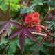 Ricín obyčajný - Ricinus communis - semiačka - 3 ks