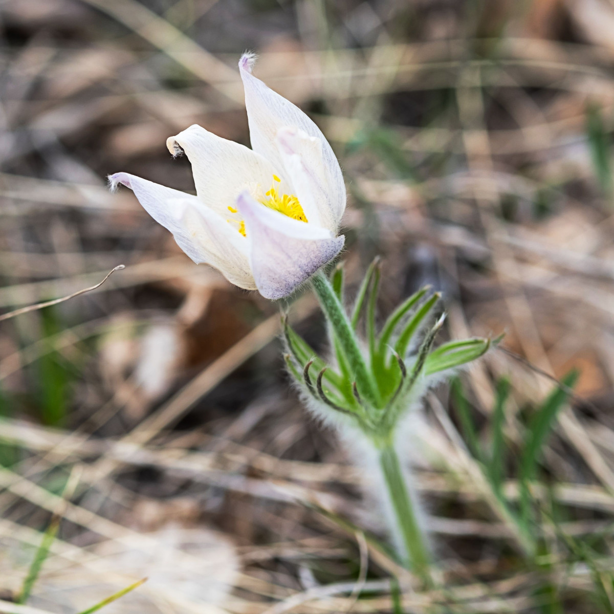 Poniklec obyčajný White Bells - Pulsatilla vulgaris - predaj semien - 20 ks