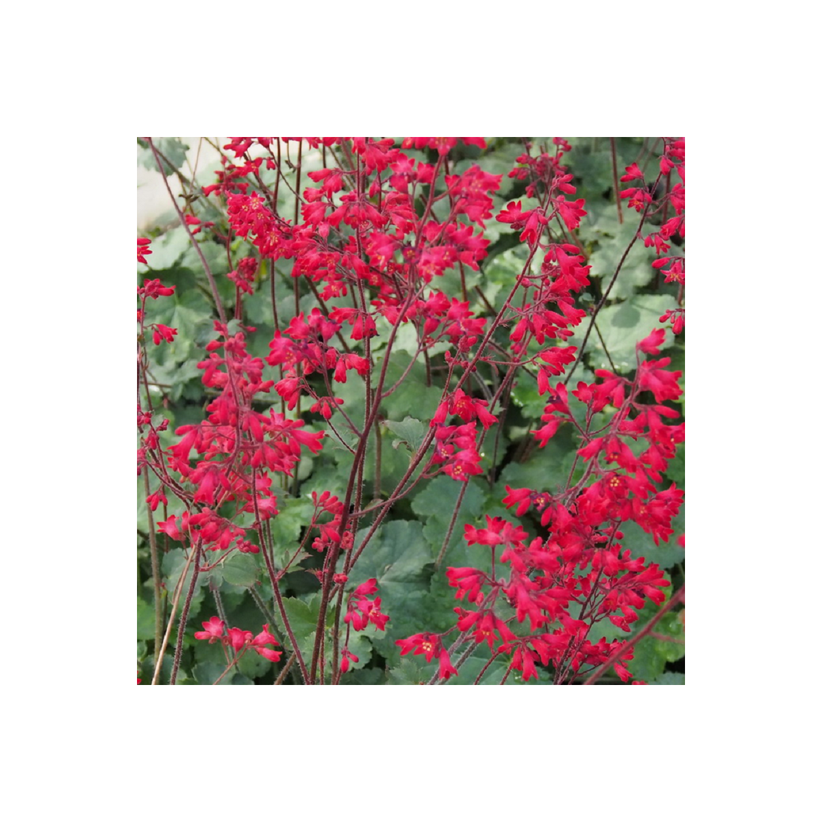 Heuchera Coral Forest - Heuchera - predaj semien - 20 ks