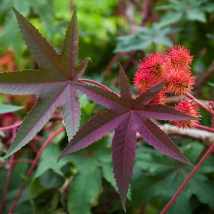 Ricín obyčajný červený Karmen- Ricinus communis gibsoni - semiačka - 3 ks