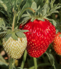 Jahody stáleplodiace Ariba Deep Rose F1 - Fragaria ananassa - predaj semien - 10 ks