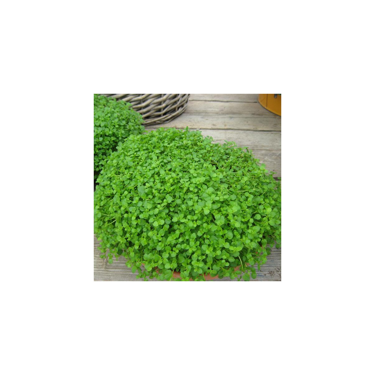 Mäta pieporná Mini Mint - Mentha piperita - predaj semien - 20 ks