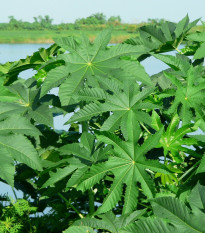 Ricín obyčajný zanzibariensis - Ricinus communis - semiačka - 3 ks