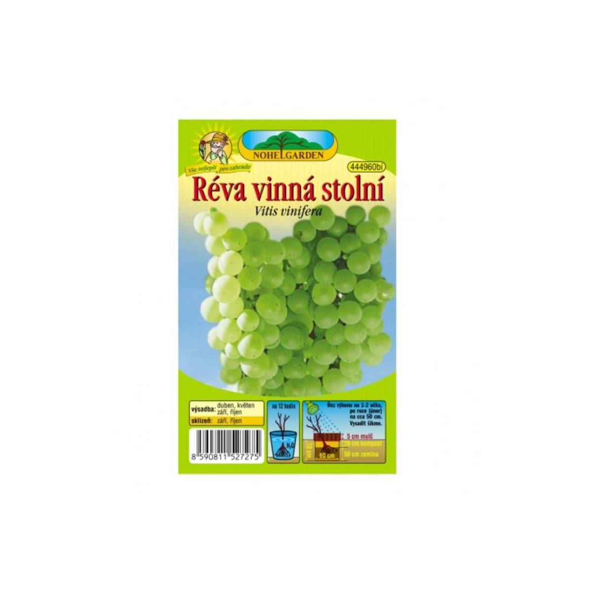Vinič hroznorodý - Vitis vinifera - predaj voľnokorenných sadeníc - 1 ks