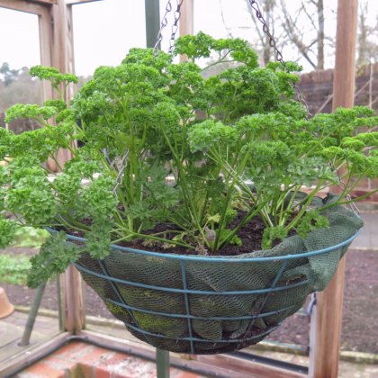 Semená petržlenu kučeravého Afrodite - predaj výsevných diskov - 5 ks