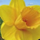 Narcis - Trelawney zlatý - cibuľky - 3 ks