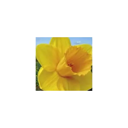 Narcis - Trelawney zlatý - cibuľky - 3 ks