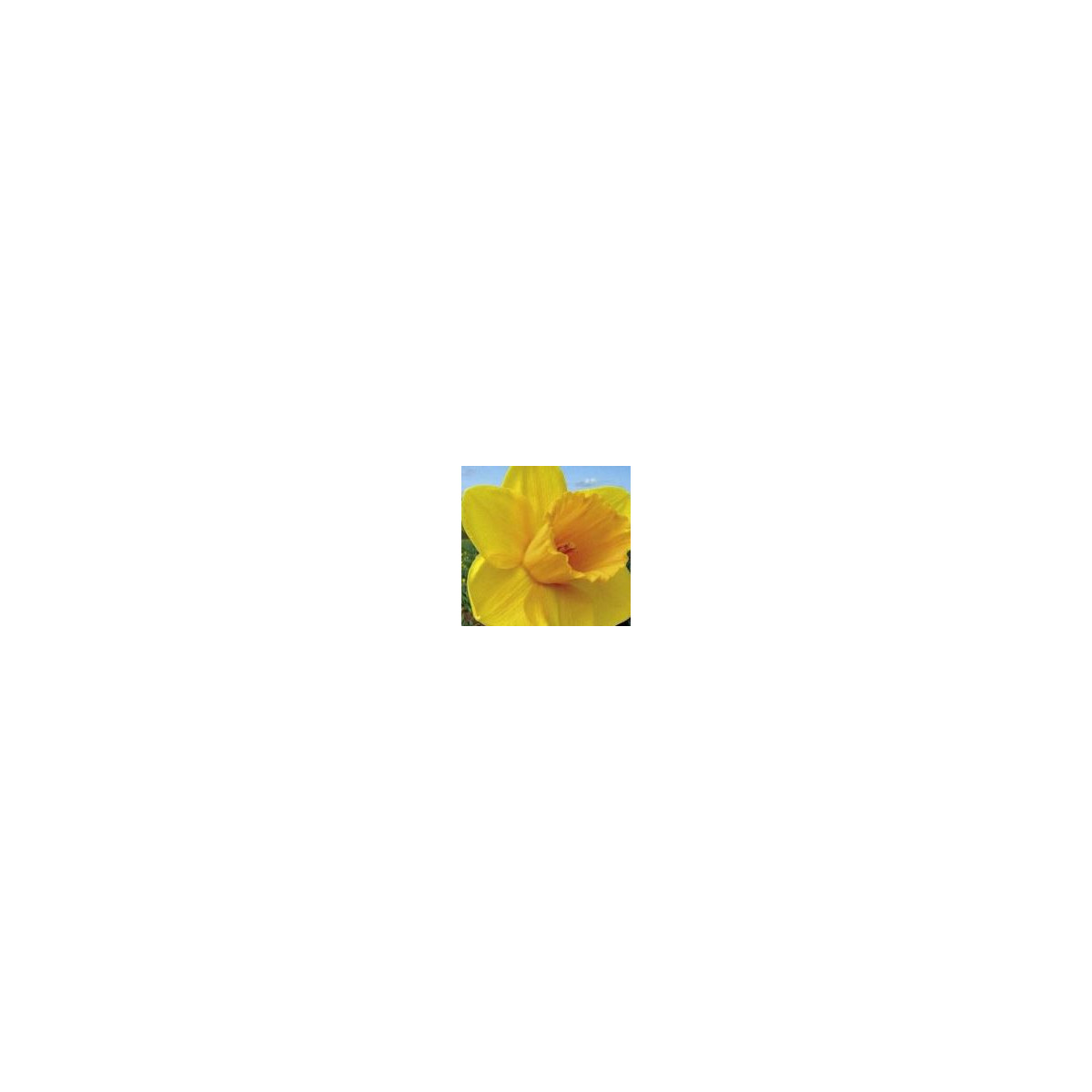 Narcis - Trelawney zlatý - cibuľky - 3 ks