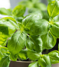 Semená bazalky Prospera - predaj výsevných diskov - 5 ks