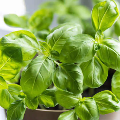 Semená bazalky Prospera - predaj výsevných diskov - 5 ks