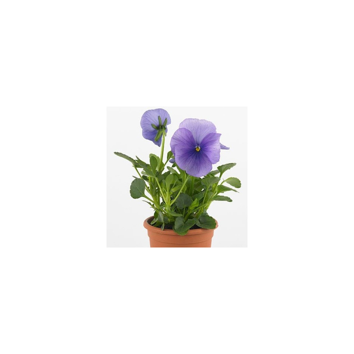 Fialka Carneval F1 Azure - Viola x wittrockiana - predaj semien - 20 ks