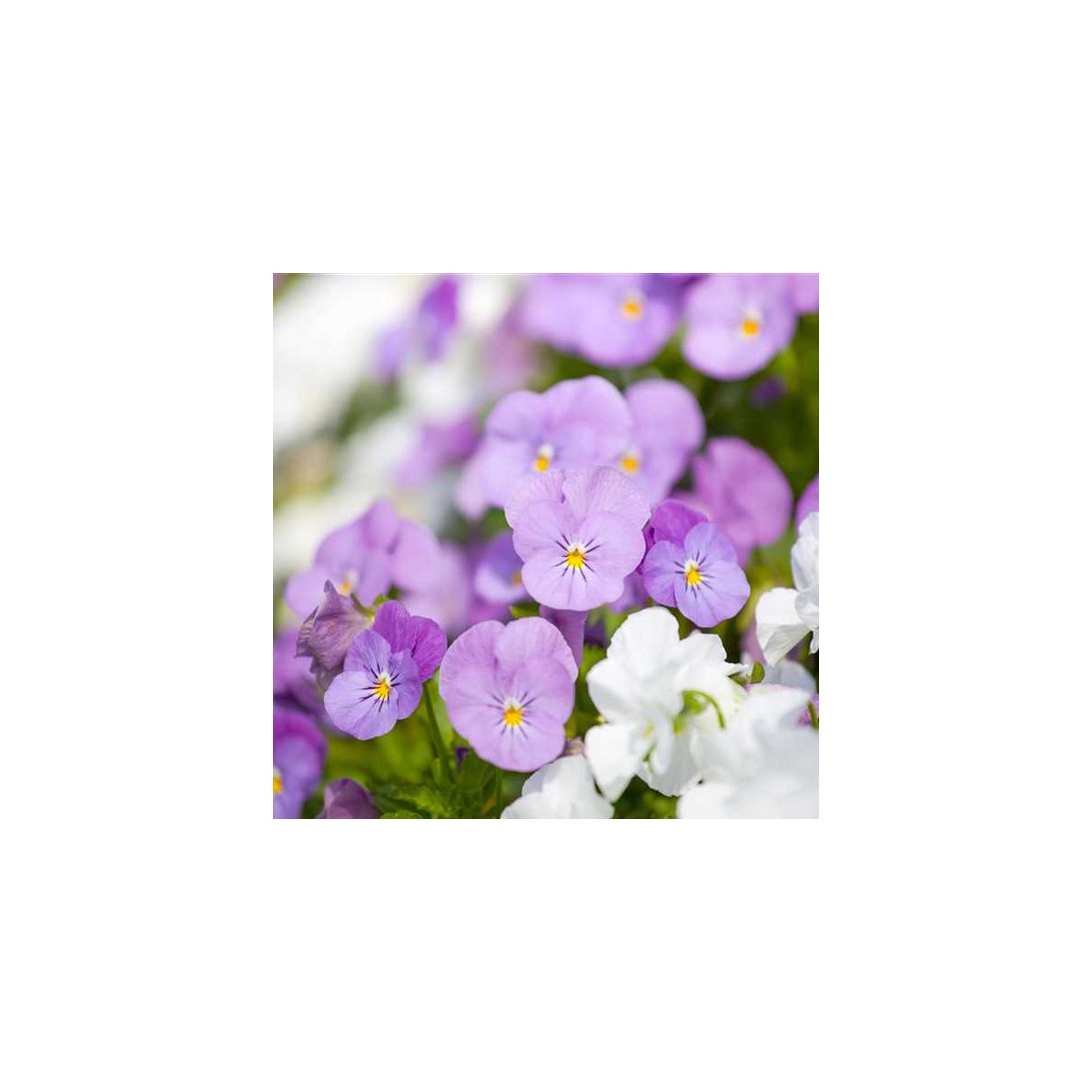 Fialka Twix F1 Rosy - Viola cornuta - predaj semien - 20 ks