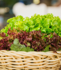 Semená listových šalátov Trio - predaj výsevných pásikov - 5 m