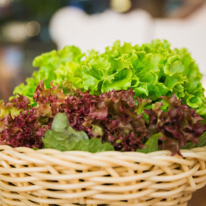 Semená listových šalátov Trio - predaj výsevných pásikov - 5 m