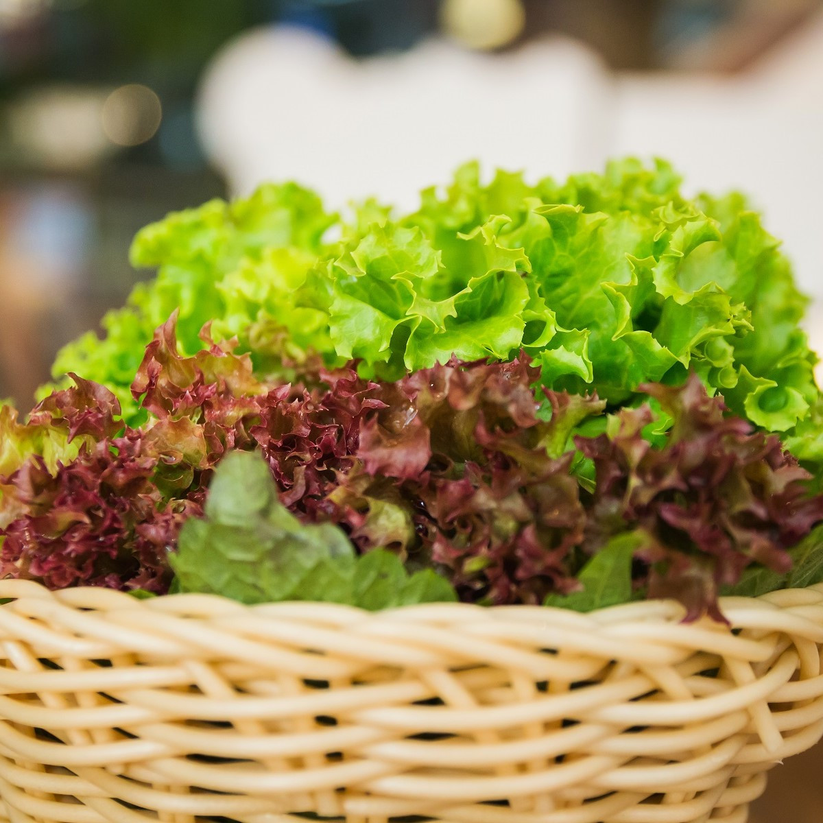 Semená listových šalátov Trio - predaj výsevných pásikov - 5 m