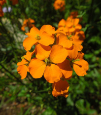 Cejcher sibírsky - Cheiranthus allionii - predaj semien - 500 ks