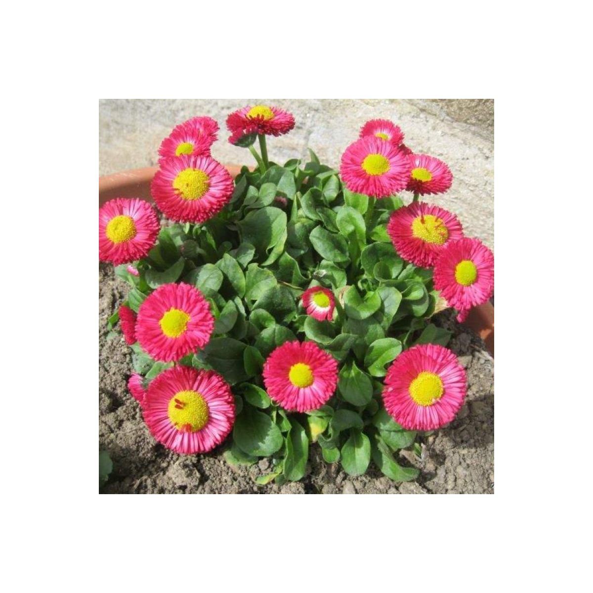 Sedmokráska Speedstar Plus Rose - Bellis perennis - predaj semien - 40 ks