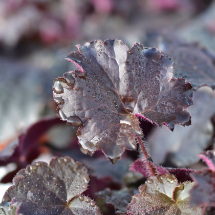 Heuchera Palace Purple - Heuchera micrantha - predaj semien - 20 ks