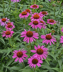 Echinacea Primadonna Deep Rose - Echinacea purpurea - predaj semien - 15 ks