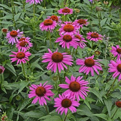 Echinacea Primadonna Deep Rose - Echinacea purpurea - predaj semien - 15 ks