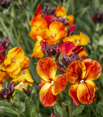 Cejcher voňavý Sugar Rush F1 Mix - Cheiranthus cheiri - semiačka - 20 ks