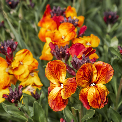 Cejcher voňavý Sugar Rush F1 Mix - Cheiranthus cheiri - semiačka - 20 ks