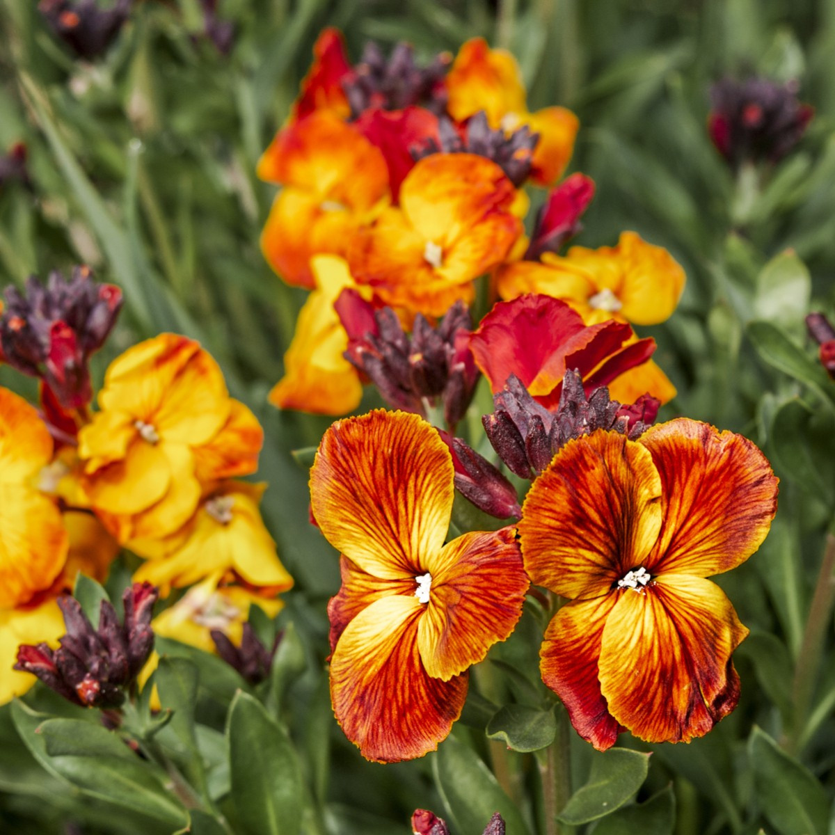 Cejcher voňavý Sugar Rush F1 Mix - Cheiranthus cheiri - semiačka - 20 ks