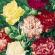 Klinček karafiát - mix farieb - dianthus caryophyllus - semiačka - 130 ks