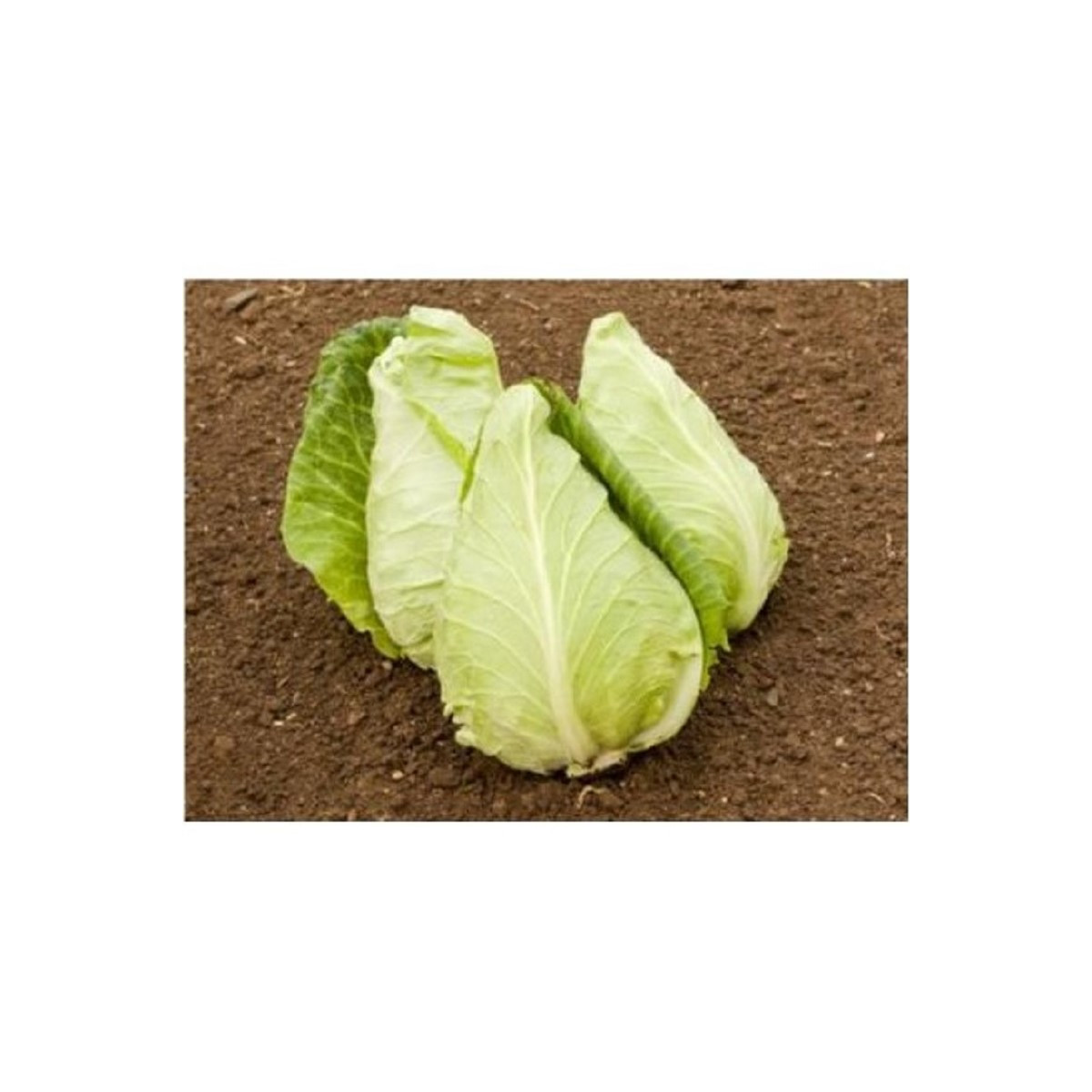 BIO Kapusta biela Eersteling - Brassica oleracea - predaj bio semien - 20 ks