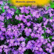 Nezábudka alpínska - Myosotis alpestris -semiačka - 180 ks