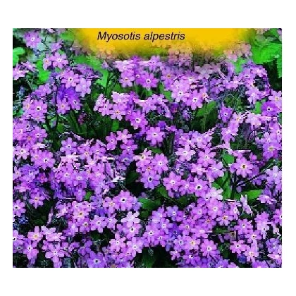 Nezábudka alpínska - Myosotis alpestris -semiačka - 180 ks