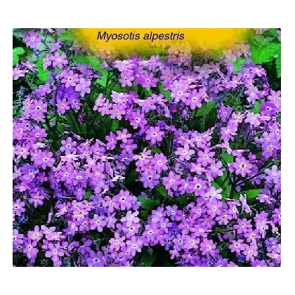 Nezábudka alpínska - Myosotis alpestris -semiačka - 180 ks