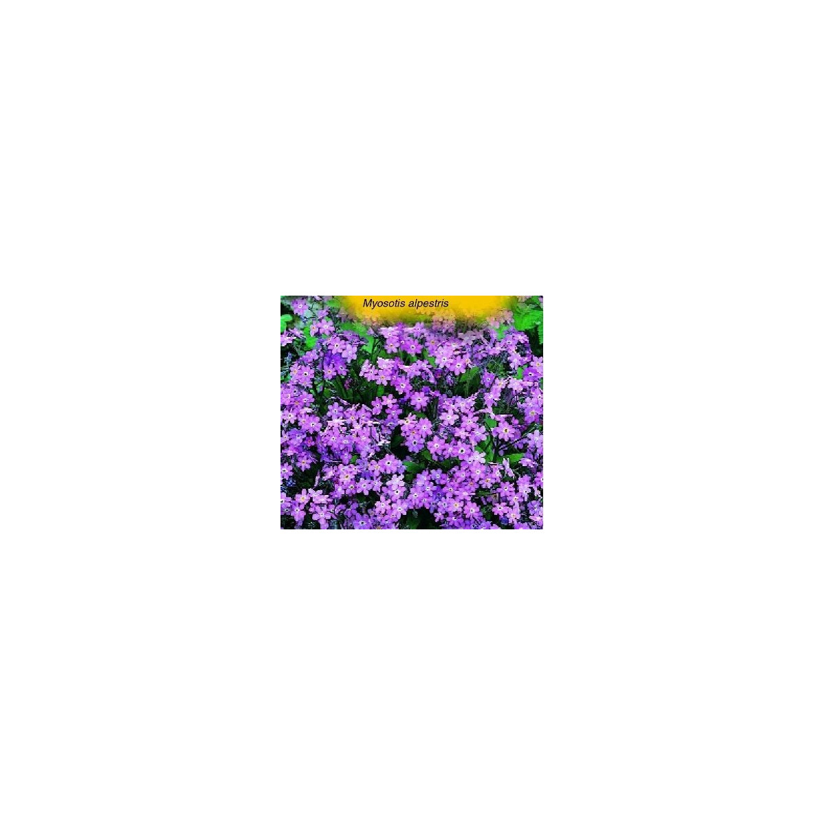 Nezábudka alpínska - Myosotis alpestris -semiačka - 180 ks