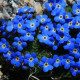 Nezábudka alpínska modrá - Myosotis alpestris - semiačka - 130 ks