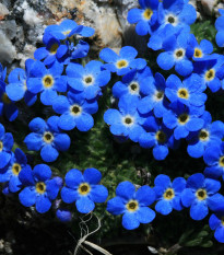 Nezábudka alpínska modrá - Myosotis alpestris - semiačka - 130 ks