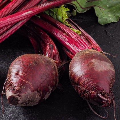 Semená červená repa Redshine - predaj výsevných pásikov - 5 m