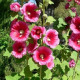 Topoľovka plnokvetá - Alcea rosea - semiačka - 0,4 g