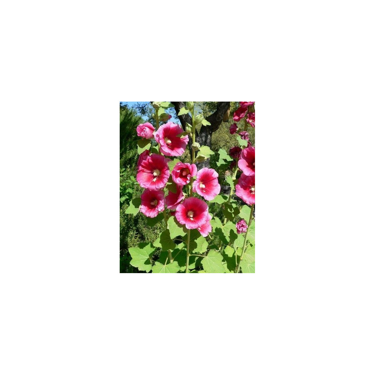 Topoľovka plnokvetá - Alcea rosea - semiačka - 0,4 g