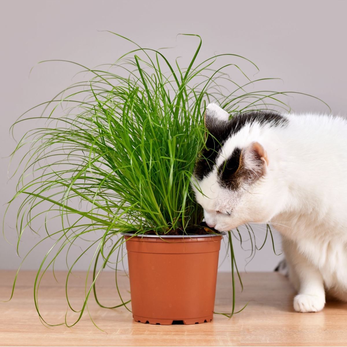 Semená mačacej trávy - predaj výsevných diskov - 5 m