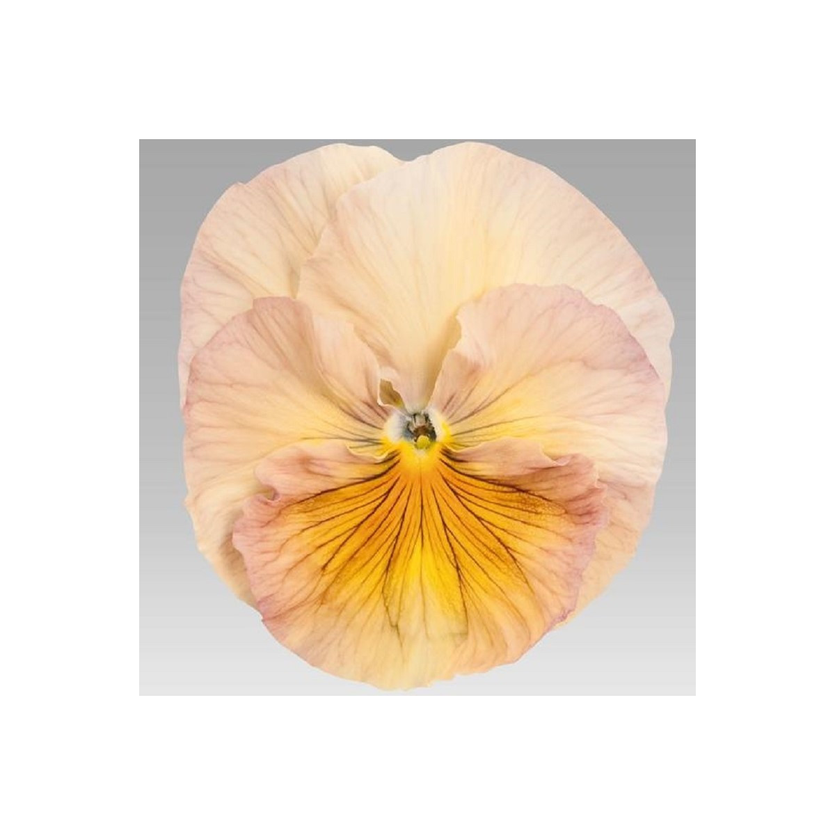 Fialka broskyňová Inspire F1 - Viola x wittrockiana - predaj semien - 20 ks