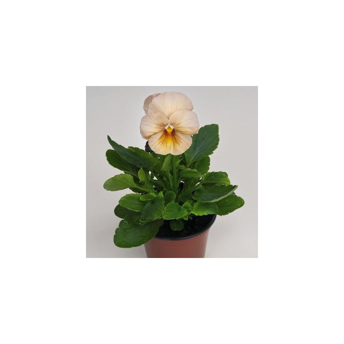 Fialka broskyňová Inspire F1 - Viola x wittrockiana - predaj semien - 20 ks