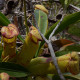 Krčiažnik madagaskarský - Nepenthes madagascariensis - predaj semien - 10 ks