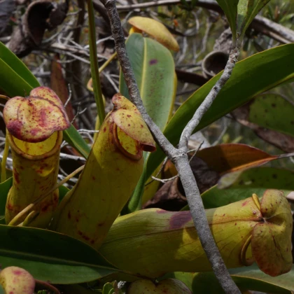Krčiažnik madagaskarský - Nepenthes madagascariensis - predaj semien - 10 ks
