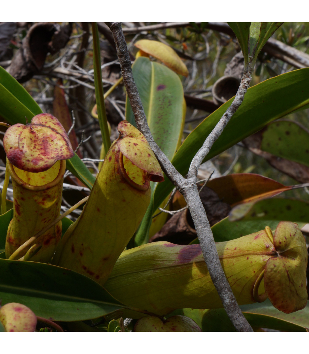 Krčiažnik madagaskarský - Nepenthes madagascariensis - predaj semien - 10 ks