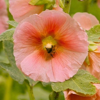 Topoľovka plnokvetá ružová Chaters - Alcea rosea - semiačka - 7 ks